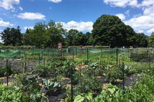 Community Gardens